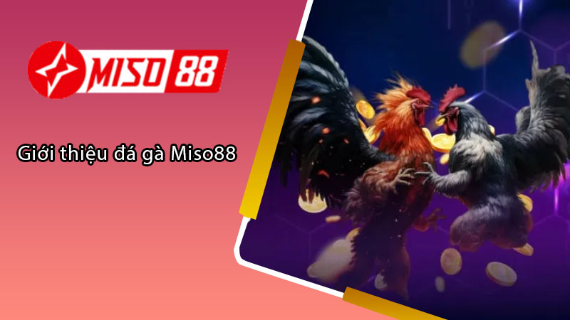 Giới thiệu đá gà Miso88